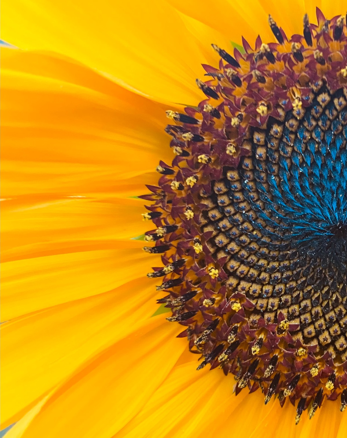 fractal decode golden ratio_edited.jpg