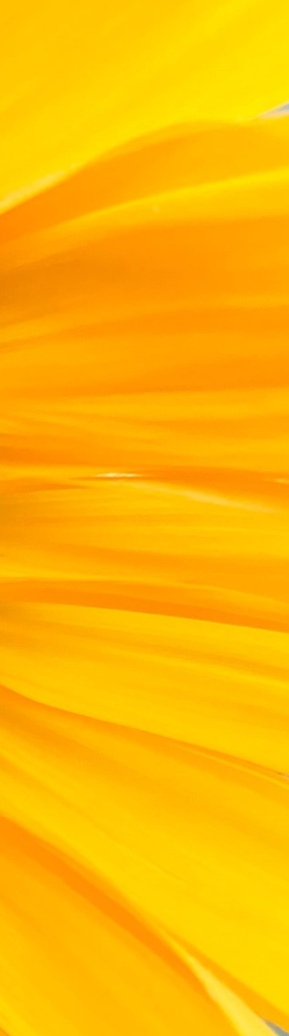 fractal decode golden ratio_edited_edited_edited.jpg